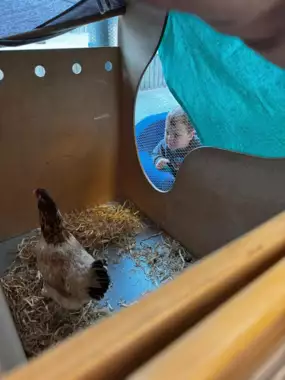 485892438_9595915783859811_1825445266468165991_n -  - De kip en het ei