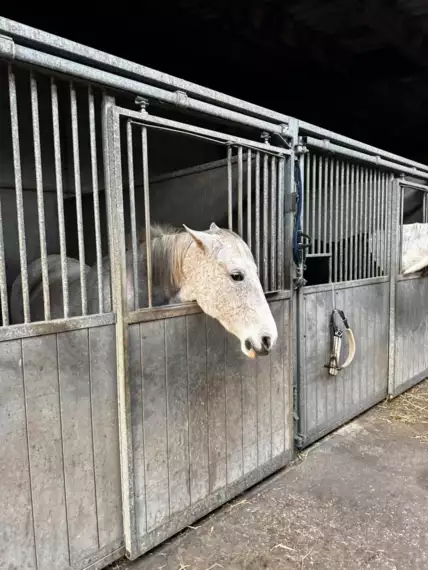 468301240_8941273489324047_1339517923865173352_n -  - K1 naar de manege