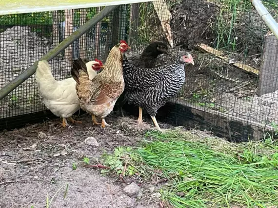 497474496_1489960101972453_7141310827754064533_n -  - Welkom, Bruintje, Witje, Grijsje en Spikkeltje!